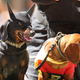 Illustration for article titled Who needs Batman? DC is making a movie about his dog, and other super-powered petsem/em